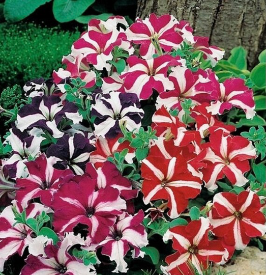 Petunia - Dwarf Stars Flowers Blend 0.1G/100 Seeds Multiflora F2 Hybrids Gmo Free
