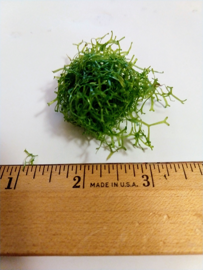 Bunch Riccia Fluitans Moss Floating Crystalwort Low Tech Live Freshwater Aquarium Plant Trims, Easy Fish Tank Decor