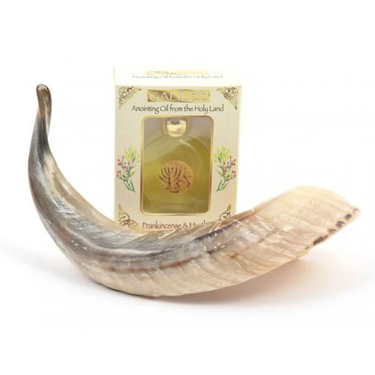 Anointing Shofar 10''-14'' Made Of A Natural Ram's Horn + Galilee Oil From Israel With Kosher Rabbinate Certification