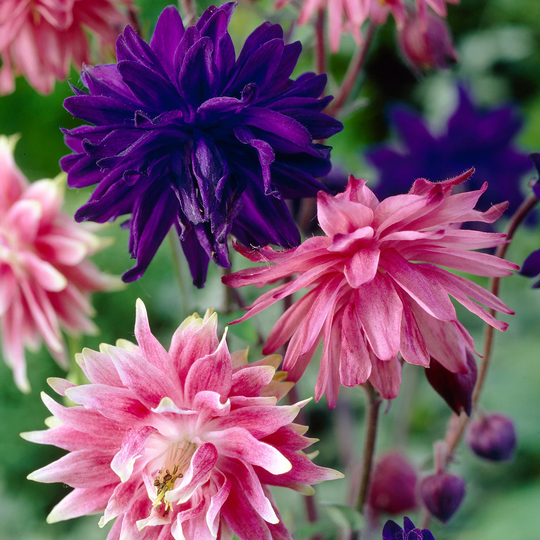 Van Zyverden 8-Pack Aquilegia Columbine Pink and Blue Barlow Blend Bulbs | 83372