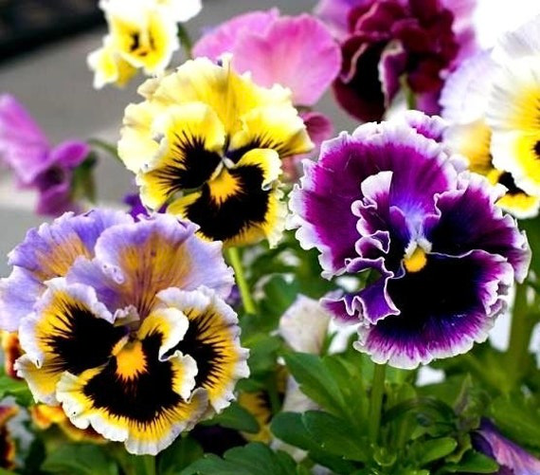 Pansy Rococo - Swiss Giant Flowers Blend 0.2G/70 Organic Seeds Viola Wittrockiana Gmo Free