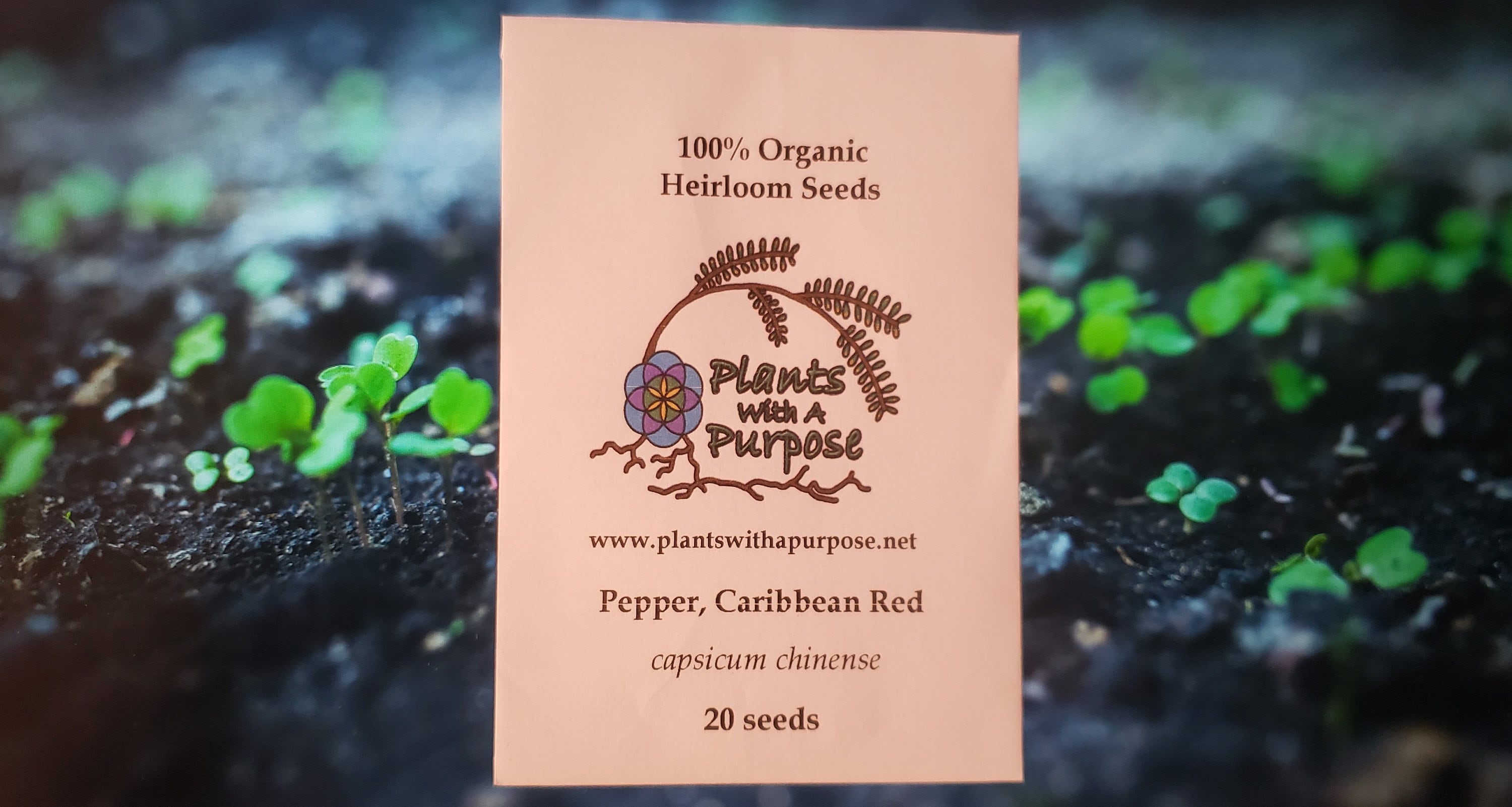 Pepper, Caribbean Red Seed Pack, Capsicum Chinense, 20 Seeds, Organic, Heirloom, Gmo Free