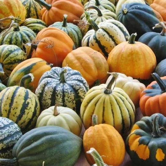 Usa Seller Autumn Acorn Blend Winter Squash 15 Seeds Heirloom