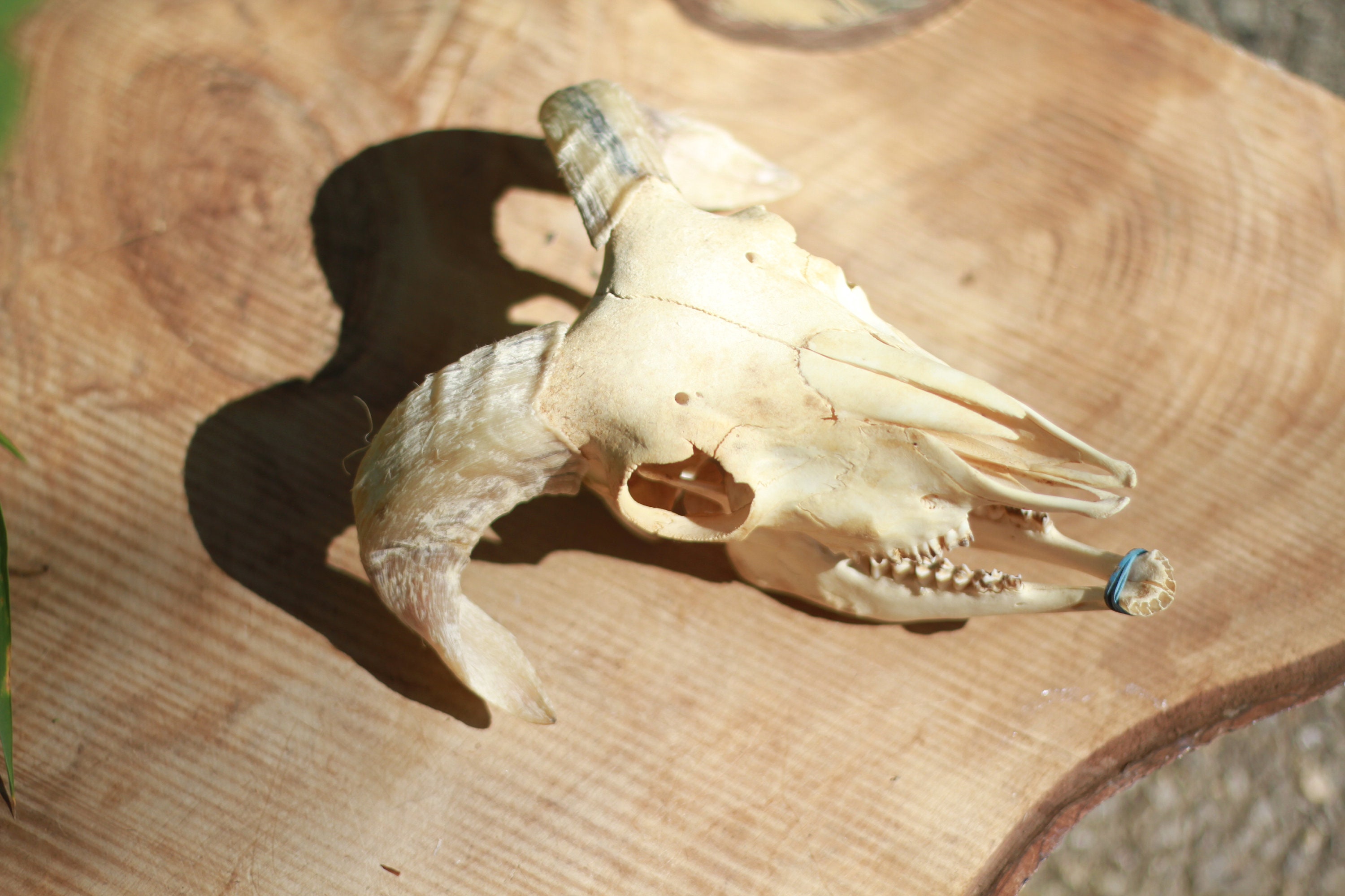 White Ram Skull. Male. Cute, Compact