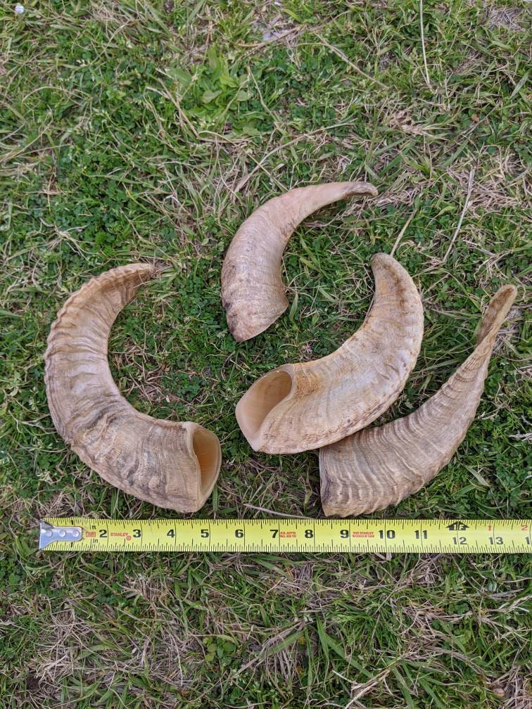 Large Rams Horn | 1