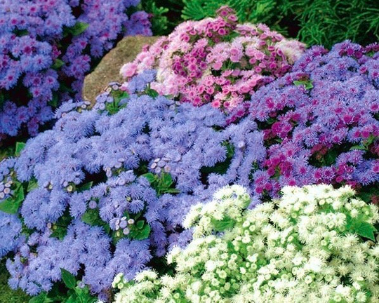 Mexican Ageratum Bluemink Flowers Blend - Flossflower 0.5G/700 Seeds Houstonianum Gmo Free