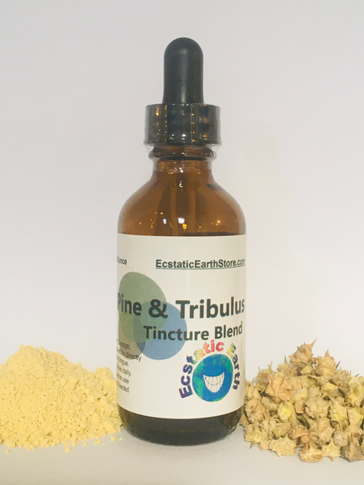 Pine & Tribulus Tincture Blend - Pinus Tabuliformis & Terrestris Handmade Alcohol Free Herbal Remedy By Ecstatic Earth