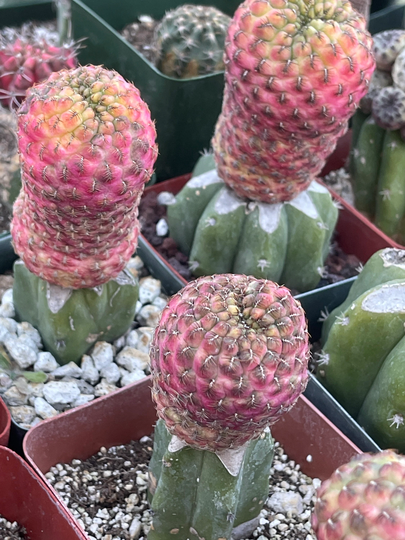 Sulcorebutia Varigated Graft