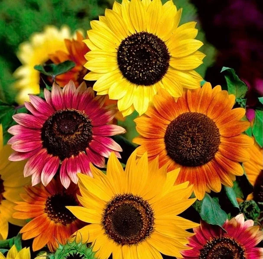 Decorative Sunflower Blend 3G/80 Seeds - Helianthus Annuus Gmo Free