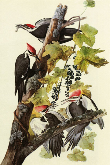 Audubon Pileated Woodpecker Bird American Fine Art Poster Repro Free Shipping in Usa