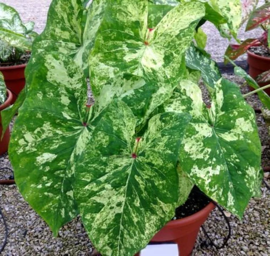 Frog in A Blender Caladium Fancy Leaf Elephant Ear Bulb Rhizome