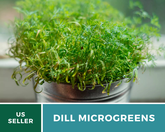 Microgreen, Dill - 8 Grams/Seeds | Enough For A Full 1020 Tray Gmo Free