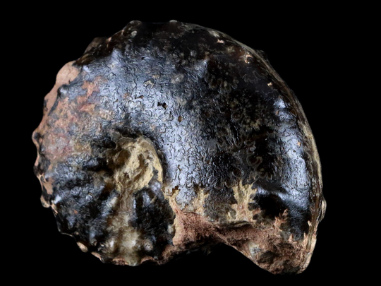 3.3" Mammites Nodosoides Ammonite Fossil Shell Upper Cretaceous Age Jbel Timetrout Atlas Mountains Morocco Free Shipping
