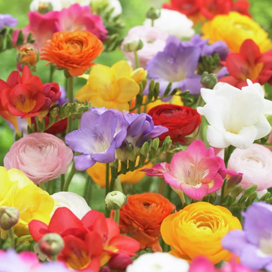 Lowe's 25-Count Grand Freesia and Ranunculus Blend Bulbs | 21482