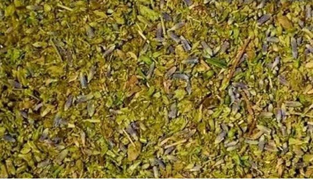 Vivid Lucid Dream Tea Organic Blend Damiana, Blue Lotus, Mugwort, Lavender, Calea Zacatechichi .(5 Grams Astral Projection Rem