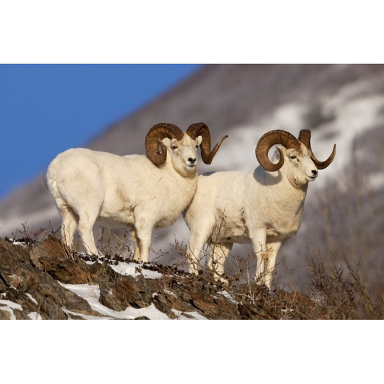 Two Full-Curl Ram Dall Sheep At Windy Point Area, Southcentral Alaska PosterPrint - Item # VARDPI2318183 - 34 x 22