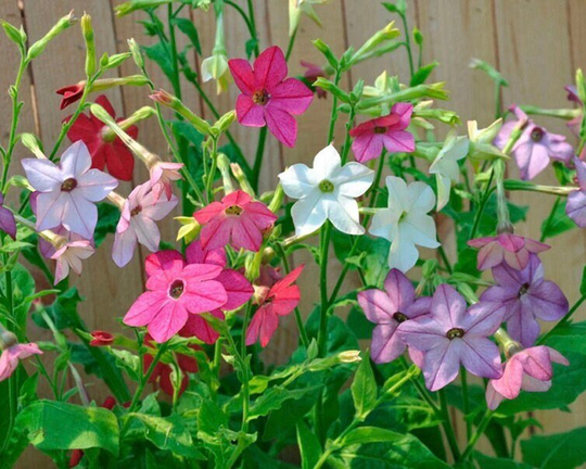 Jasmine Decorative Tobacco Flowers Blend 0.4G/400 Seeds - Nicotiana Alata Gmo Free