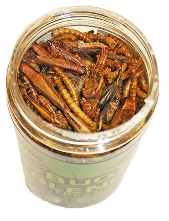 Bug Blend - Healthy & Unique Treat Sugar Glider, Rat, Chinchilla, Hedgehog, Parrot, Guinea Pig, Reptile, Insectivore