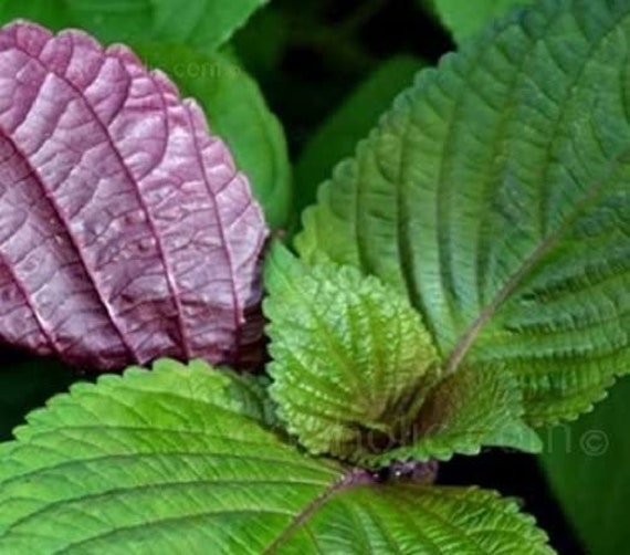 2G Ta T Vietnamese/Korean Perilla - Shiso- Jeok Ssam Ip Seeds
