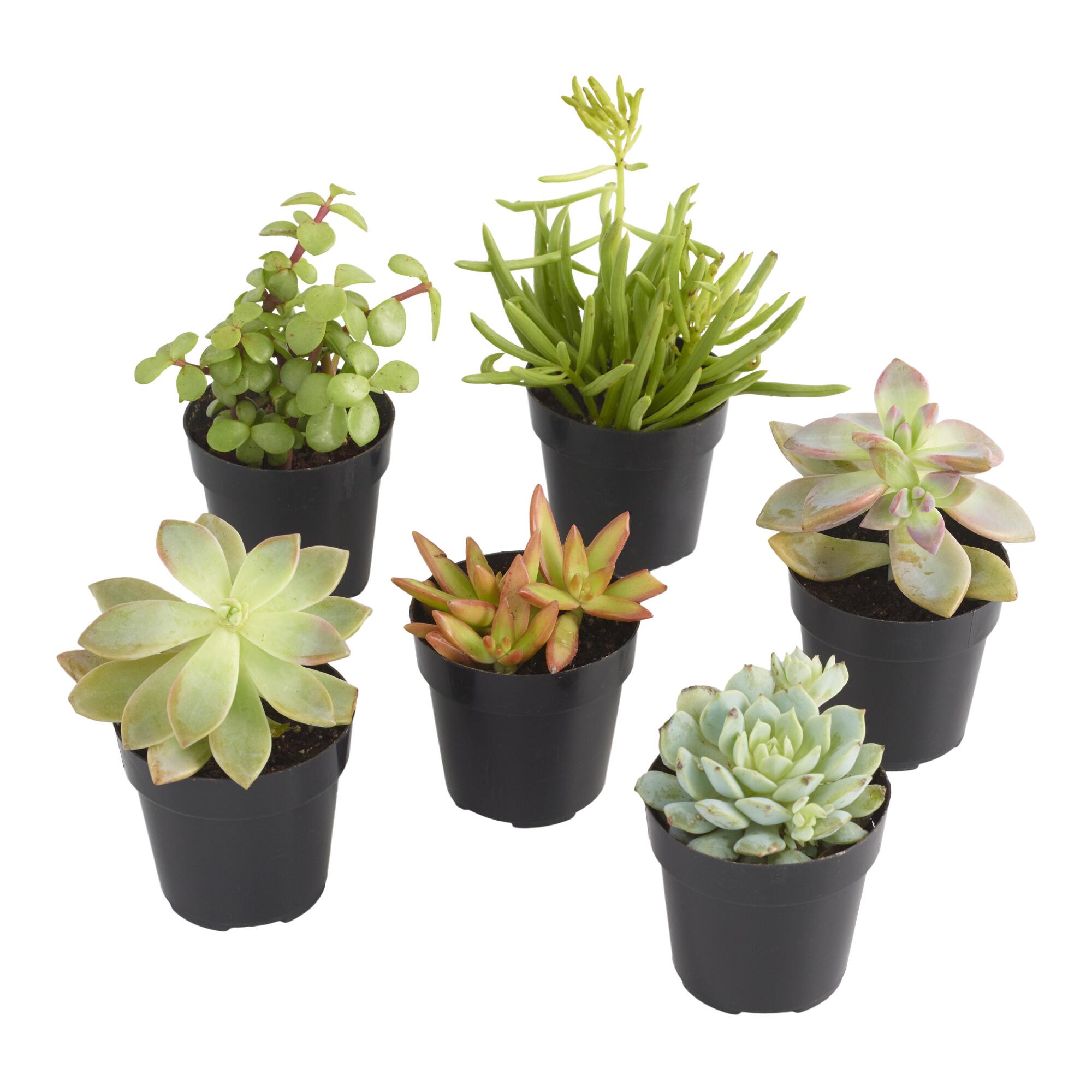 Small Assorted Live Potted Succulents by World Market