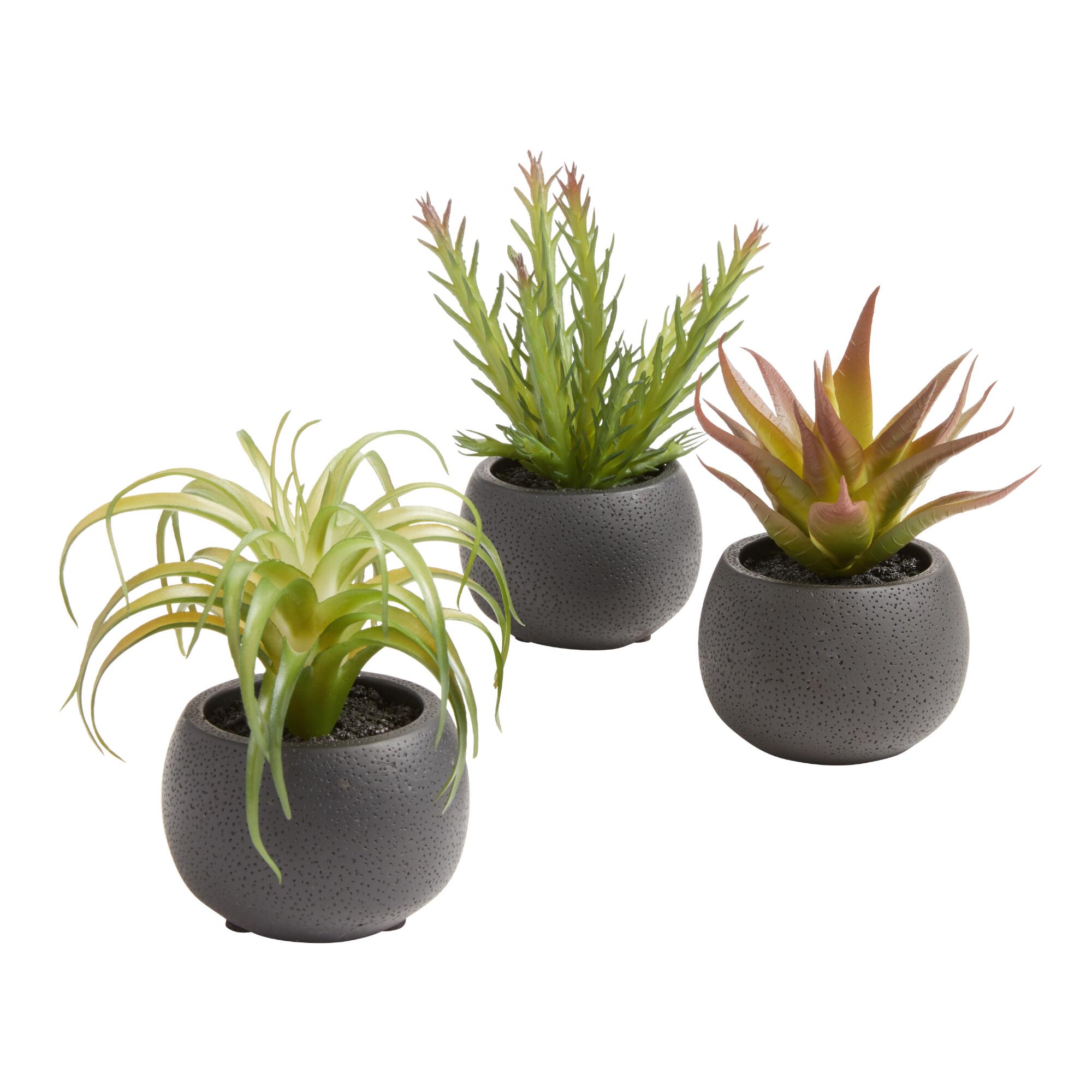 Faux Succulents in Black Ceramic Pots Set of 3 by World Market