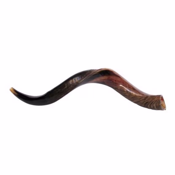 Jewishmedium Yemenite Kudu Shofar-Half Polished Half Natural Handmade, 100% Kosher Authentic From Israel. Judaica Wedding, Bar/T Mitzvah Gift