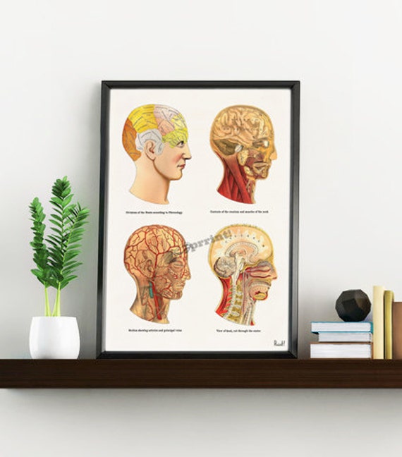Wall Art Print Anatomical Human Heads Wall Decor Ska200Wa4
