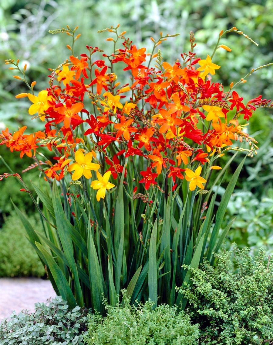 Lowe's 16 Count Crocosmia Blend Bulbs | 23356P