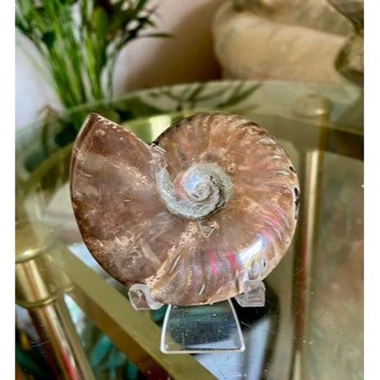 Opalized Ammonite Fossil W/stand 3.3" X 2.7" #224
