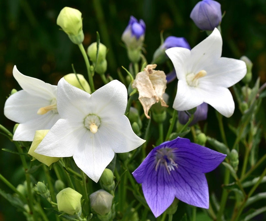 Balloon Flowers - Chinese Bellflower Blend 0.2G/150 Organic Seeds Platycodon Grandiflorus Gmo Free