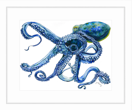 Octopus