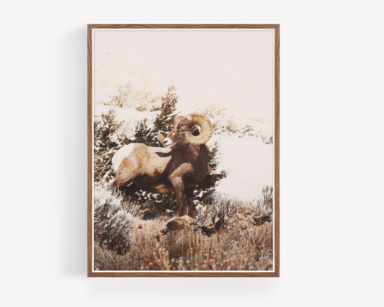 Bighorn Sheep On Hillside in Yellowstone National Park - Wyoming Wildlife Photography, Yellowstone National Park Bighorn Ram