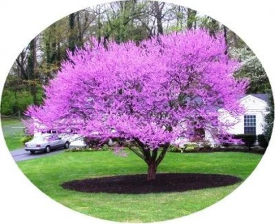 2 Beautiful Redbud Tree Live Plants Ft Tall Spring Blooms Shipping Now Fall Color Beauty