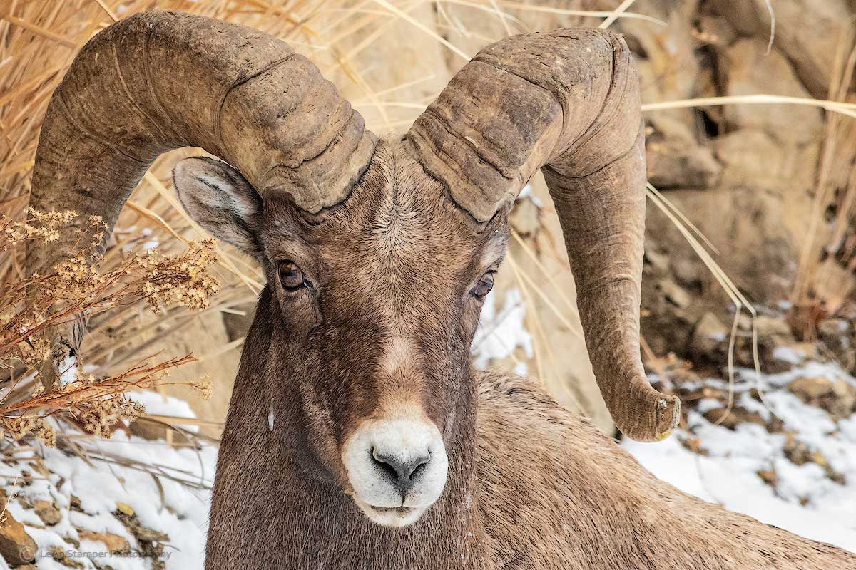 Yellowstone National Park Poster Bighorn Sheep Ram Winter Snow Scene Fine Art Photography On Wrapped Canvas Metal Wildlife Animal Print