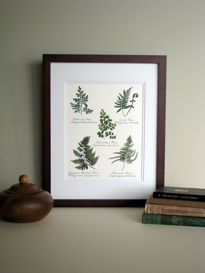 Pressed Fern Art Print, 11x14 Double Matted, Botanical Study, Collection, Green & White, Wall Decor No. 0047