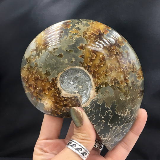 Ammonite Fossil Xl Maple Leaf Sutures Brown Tan Replaced Rocks & Minerals Natural Fossilized Specimen Madagascar