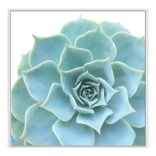Ornamental Succulent Framed Canvas Wall Art: Green by World Market