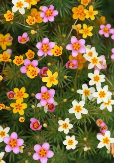 False Baby Stars Flowers Blend 0.1G/200 Seeds - Leptosiphon Hybrida Gmo Free
