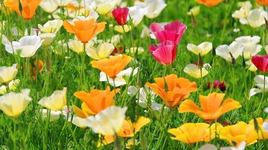 California Poppy Flowers Blend 1G/300 Seeds - Eschscholzia Californica Gmo Freee