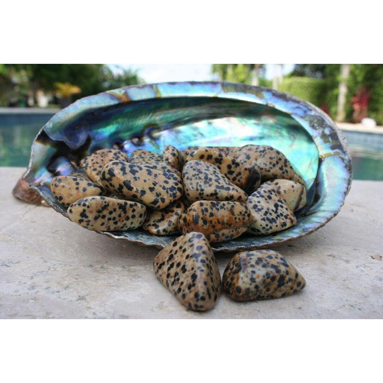 Dalmatian Jasper Tumbled Stone | Healing Crystal Gemstones