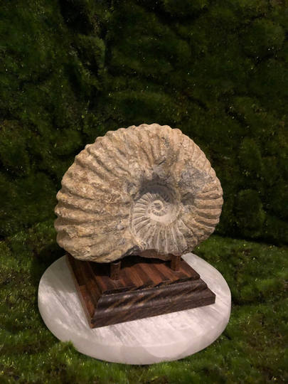 Goat Horn Ammonite Fossil Morocco About 360 Million Years Old