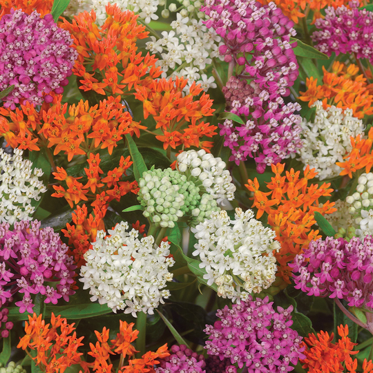Van Zyverden 9-Count Asclepias Sweet Monarch Blend Bulbs | 83747