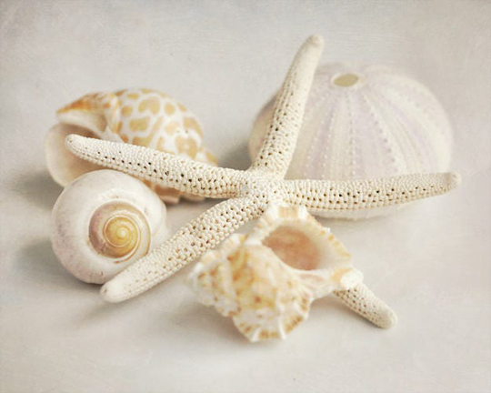 Beach Bathroom Decor, Shell Photography Print, Shabby Chic Beach Wall Art, Pale Brown Beige Neutral Wash Room Powder Print