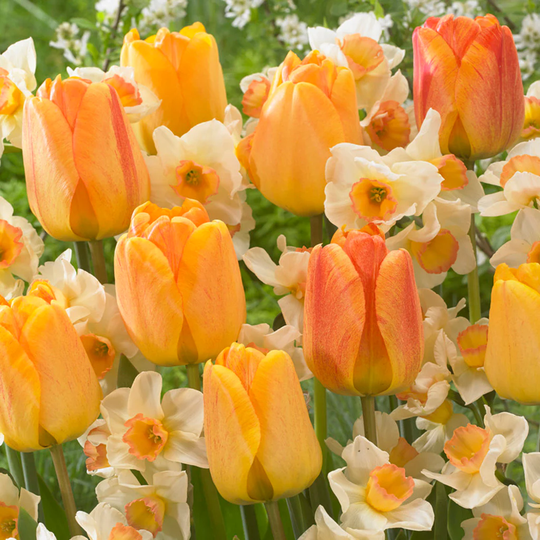 Lowe's 25-Count Orange Spring Flowering Garden Blend Bulbs | 87239
