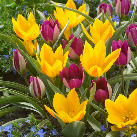 Lowe's 15-Count Tulips Specie Naturalizing Blend Bulbs | 87027
