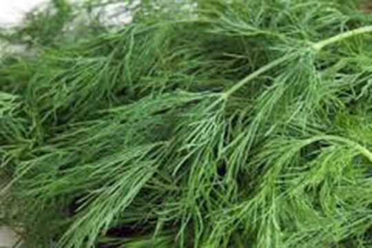 Dill Seed, Bouquet, Heirloom, Non-Gmo Seeds, Herb Fresh Or Dried, Country Creek Acres