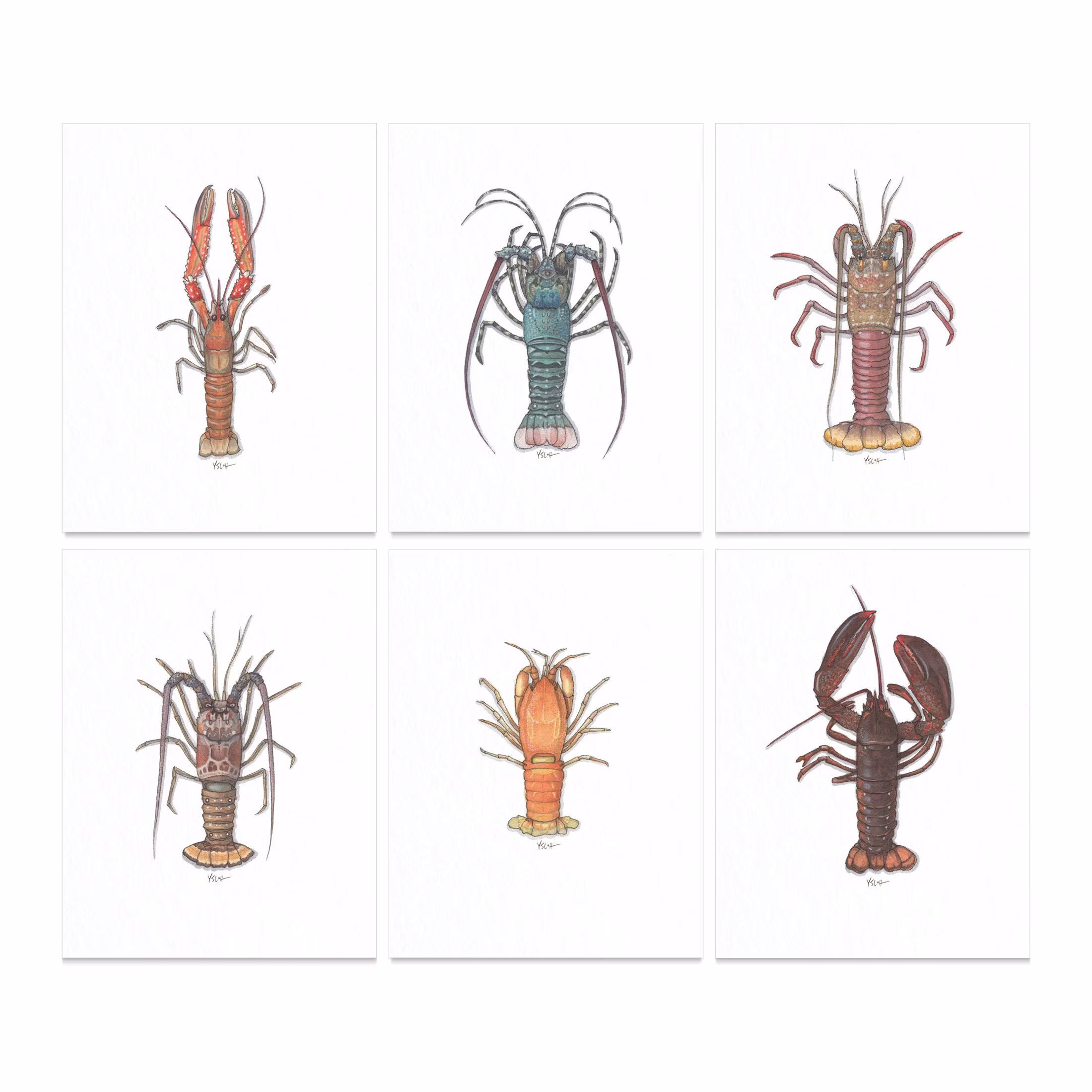 Lobsters Series 1/2/8.5 X 11 Art Print Watercolor Illustration Home Decor Shellfish Lobster Seafood Nature Crustacean