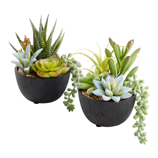 Faux Succulent Arrangements in Black Pots Set of 2: Multi - Plastic by World Market