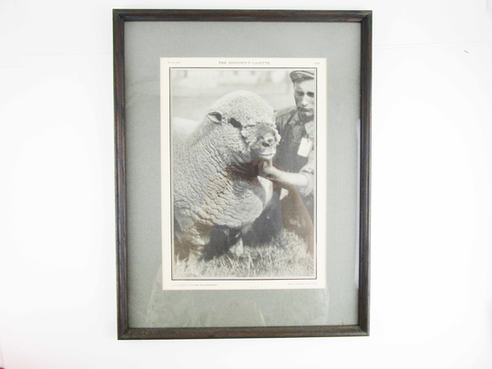 Framed "Breeder's Gazette' From 1906 - Titled "An Artist & His Handiwork' Newsprint Ready To Hang Portrait Of Ram Sheep