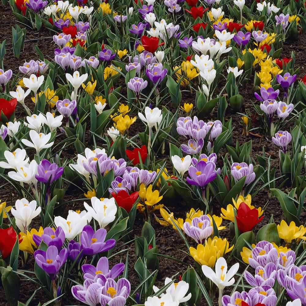 Lowe's 50 Count Karma Cottage Garden Blend Bulbs | 87162